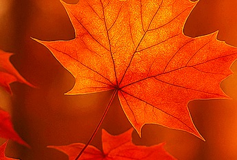 Fall, radiant maple leaves glowing in warm sunlight
